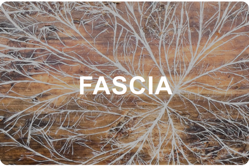 What is Fascia and How Does it Affect Me?